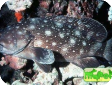 Epinephelus coeruleopunctatus 