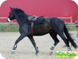 Шведская теплокровная (Swedish warmblood)