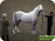 Арабская (Arabian) 