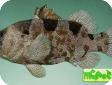 Pogonoperca ocellata 