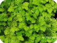 Selaginella Beauv.