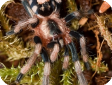 Cyriocosmus ritae
