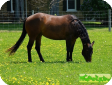 Кватерхорс, четвертьмильная, ковбойская (Quarter horse)