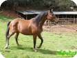 Ганноверская (Hanoverian)