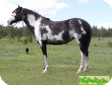 Испанский Мустанг (Spanish Mustang)