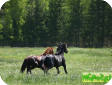 Финская универсальная (Finnhorse Draft)