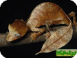 Uroplatus phantasticus (Геккон плоскохвостый фантастичный)