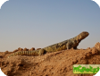 Uromastyx aegyptius (Шипохвост египетский, дабб)