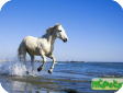 Камаргская (Camargue)