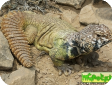 Uromastyx benti (Шипохвост йеменский, радужный шипохвост)