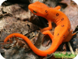 Notophthalmus viridescens