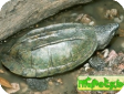Staurotypus salvinii (Малая крестогрудая) 