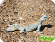 Uromastyx thomasi (Шипохвост оманский)