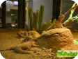Uromastyx leptieni (Шипохвост лептьена)