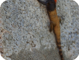 Agama himalayana (Агама гималайская)