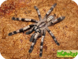 Poecilotheria miranda
