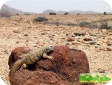 Uromastyx macfadyeni (Шипохвост макфадена)