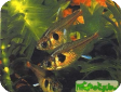Hyphessobrycon roseus (Megalamphodus roseus)