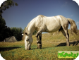 Алтайская (Altai horse) 
