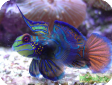 Synchiropus splendidus