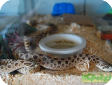 Heterodon nasicus
