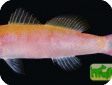 Luzonichthys whitleyi 