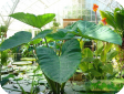 Colocasia