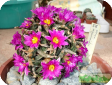 Ariocarpus
