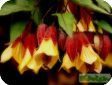 Abutilon megapotamicum