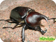 Xylotrupes pubescens 