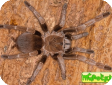 Vitalius paranaensis