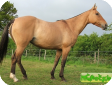 Поло пони (Polo Ponies)