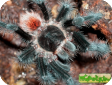Grammostola actaeon