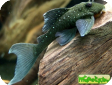 Hemiancistrus sp. (Ancistrinae gen.sp. L128)