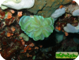Plerogyra sp. 