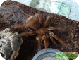 Theraphosa stirmi ("burgundy")