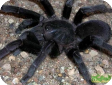 Selenocosmia javanensis