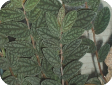 Pellionia