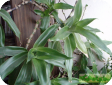 Callisia fragrans