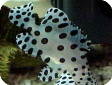 Chromileptes altivelis