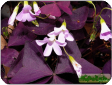 Oxalis