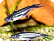 Pangasius sutchii