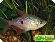 Rhoadsia altipinna