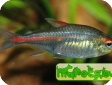 Hemigrammus erythrosonus