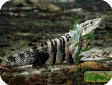 Ctenosaura similis