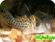 Corydoras ambiacus