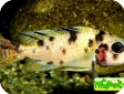 Aulonocara sp. "multicolor"