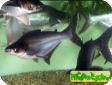 Pangasianodon hypophthalmus (Pangasius hypophthalmus, P. sutchi)