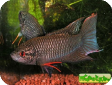 Macropodus concolor