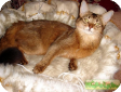 Сомалийская кошка